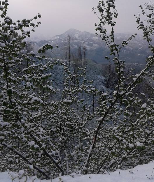 FINDIKDA ENDİŞE GERÇEKLEŞTİ.DON YÜKSEK KESİMLERDE ETKİLİ OLDU.