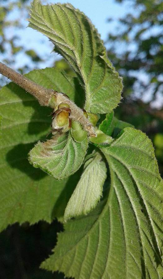 OLAN OLDU DON FINDIĞI VURDU..