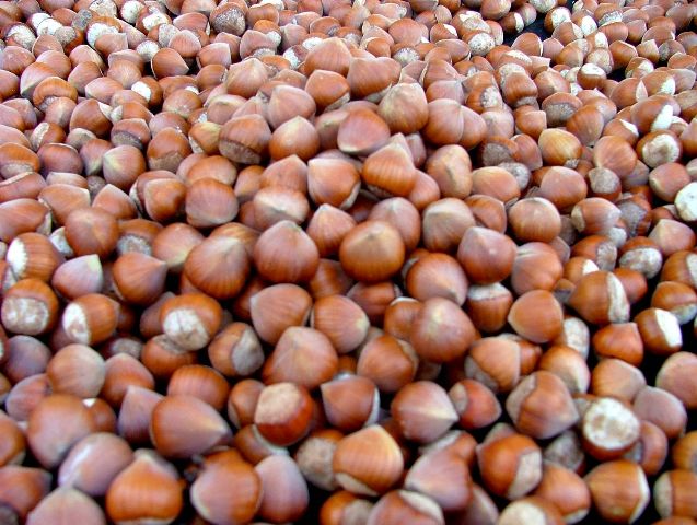 Fındık Alan Bazlı Desteklemesi Başvuruları 30 Aralık’ta Sona Eriyor