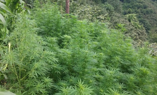 ESPİYE JANDARMA 'DAN ZEHİR TACİRLERİNE DARBE