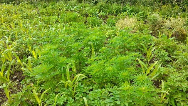 JANDARMA 602 KÖK HİNT KENEVİRİ ELE GEÇİRDİ