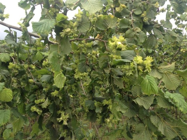 Fındıkta külleme hastalığına çareler aranıyor