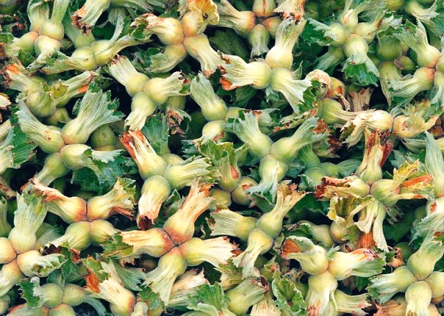 FINDIK TOPLAMA TARİHLERİ BELİRLENDİ