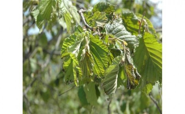 2016 FINDIK SEZONU BAŞLAMADAN BİTTİ.