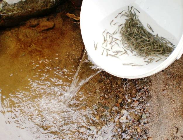 GİRESUN DERELERİNE YÜZYİRMİ DÖRT  BİN  ALABALIK  BIRAKILDI              